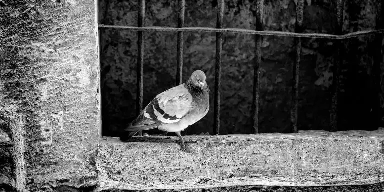 A pigeon sits in the window