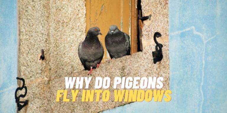 why do pigeons fly into windows