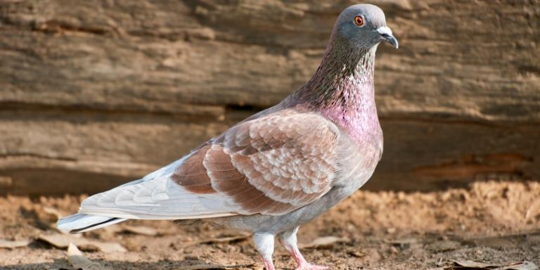 A beautiful feral pigeon is walking on soil