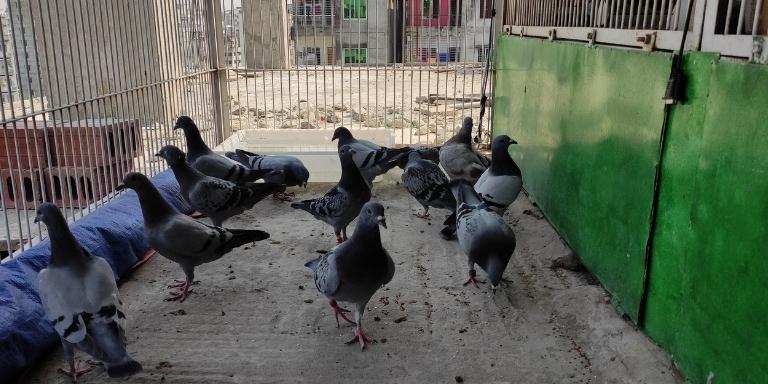A flock of our pigeons