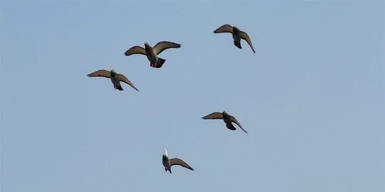 A group of pigeons flies in the sky