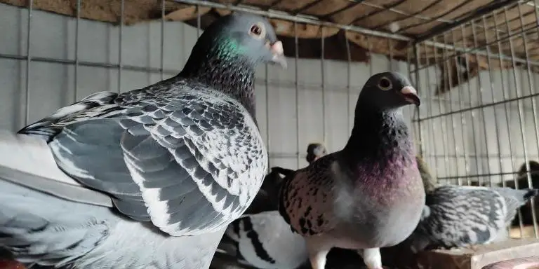 A pair of cute pigeons