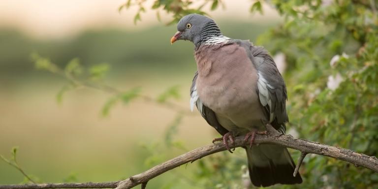 A wood pigeon sits on the tree