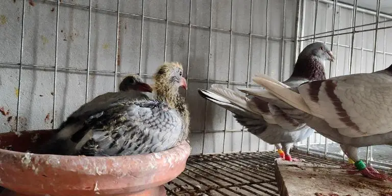 Baby pigeon with parents