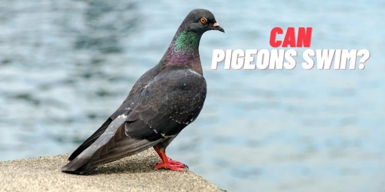 Can pigeons swim