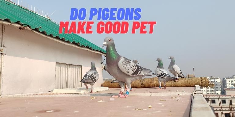 Do pigeons make good pet