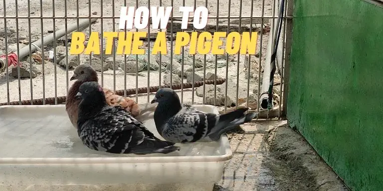 How to Bathe a pigeon