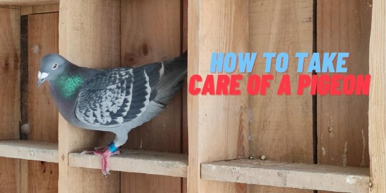 How to take care of a pigeon