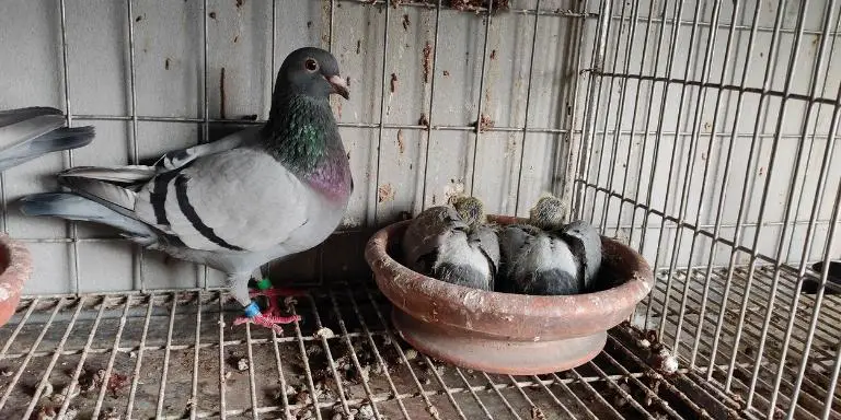 Mother pigeon with her chicks