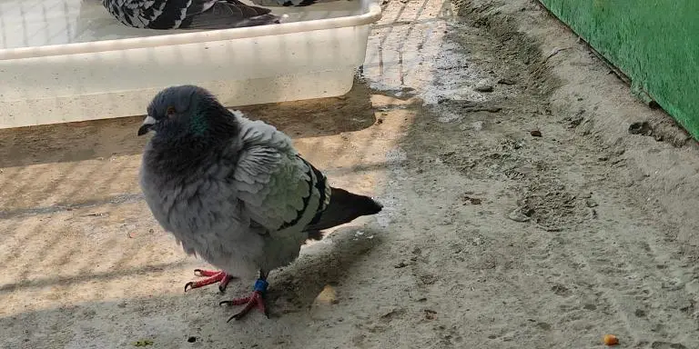 Pigeon after bath