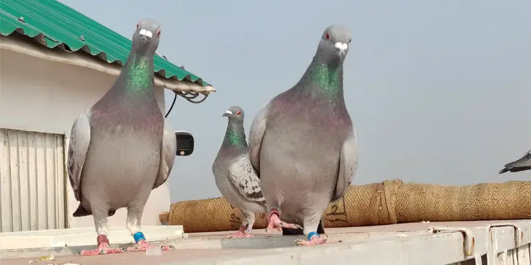 Pigeon appreciation day