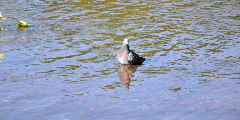 Pigeon floating in the water.