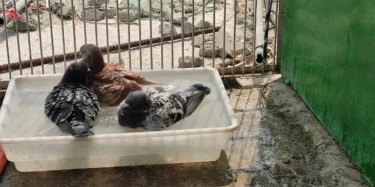 Pigeons take a bath