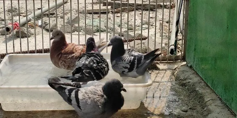 Pigeons taking bath