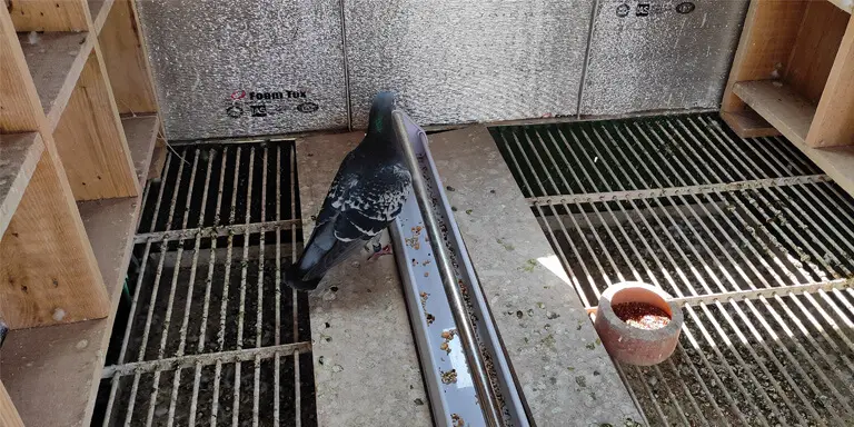 pigeon and food