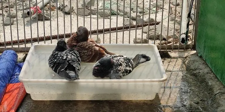 pigeon and water