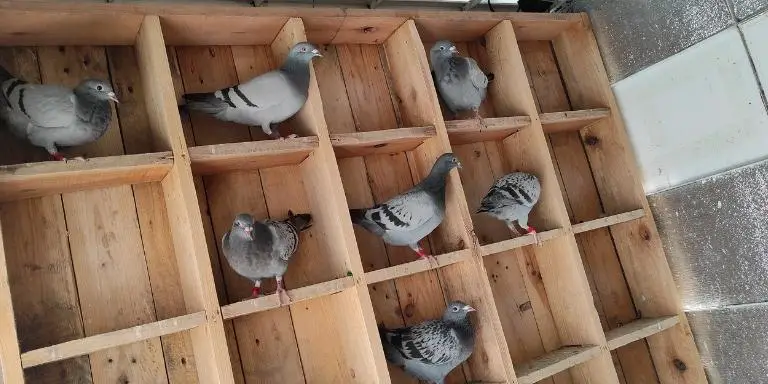 pigeon loft- inside view