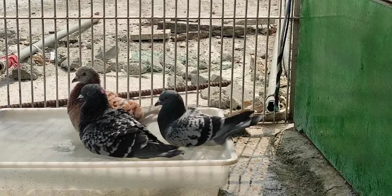 pigeons are enjoying water