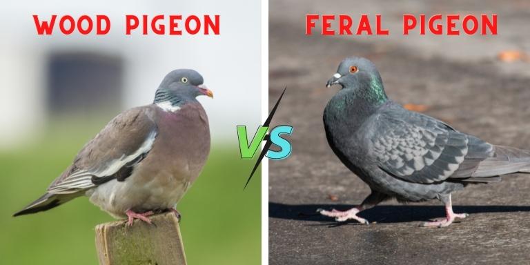 wood pigeon vs feral pigeon