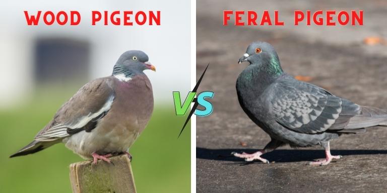 wood-pigeons-vs-feral-pigeon-a-in-depth-comparison