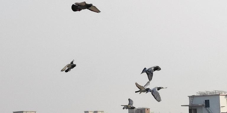 A flock of pigeons is flying
