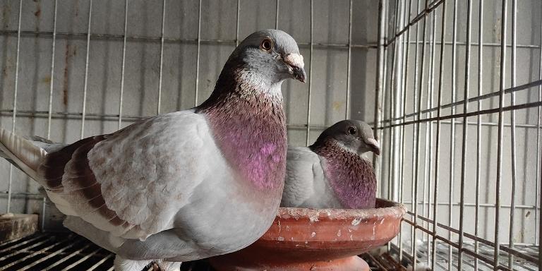 A pigeon couple