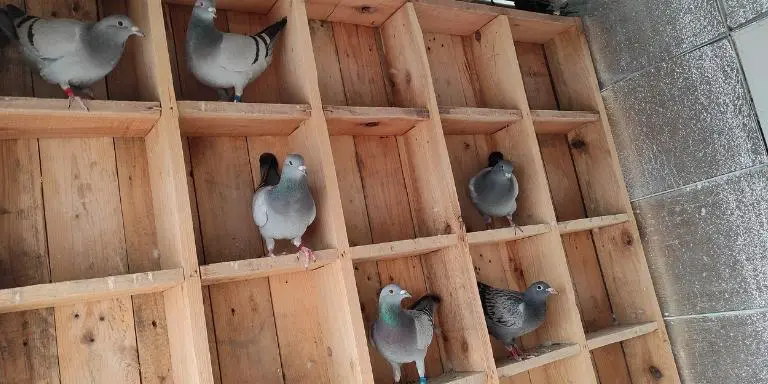 Pigeon loft inside view