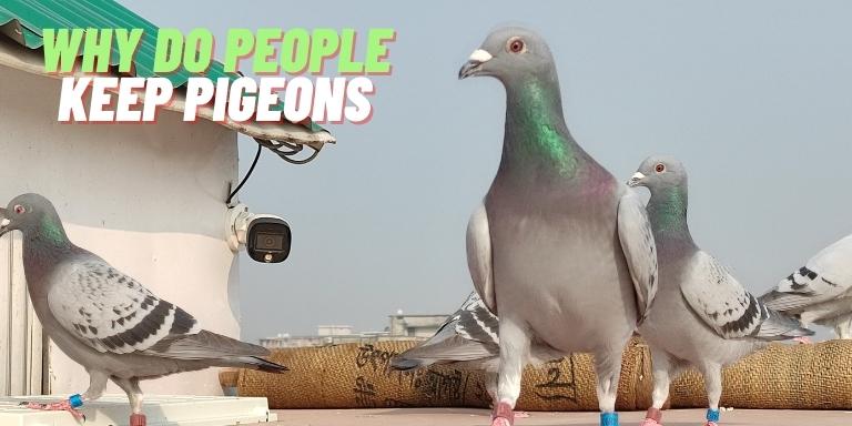 Why Do People Keep Pigeons
