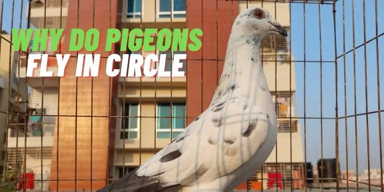 Why do pigeons fly in circle