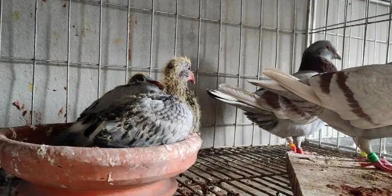 baby pigeon with parents