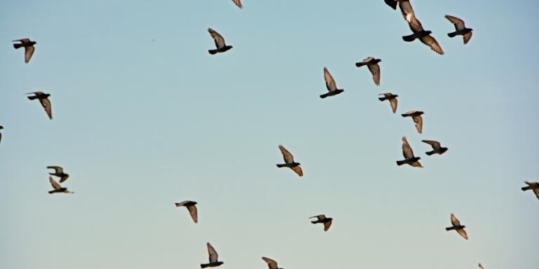pigeons fly in formation