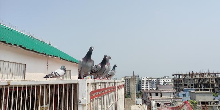 A pair of pigeons on our rooftop