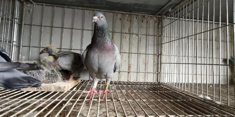 Baby pigeons with parents