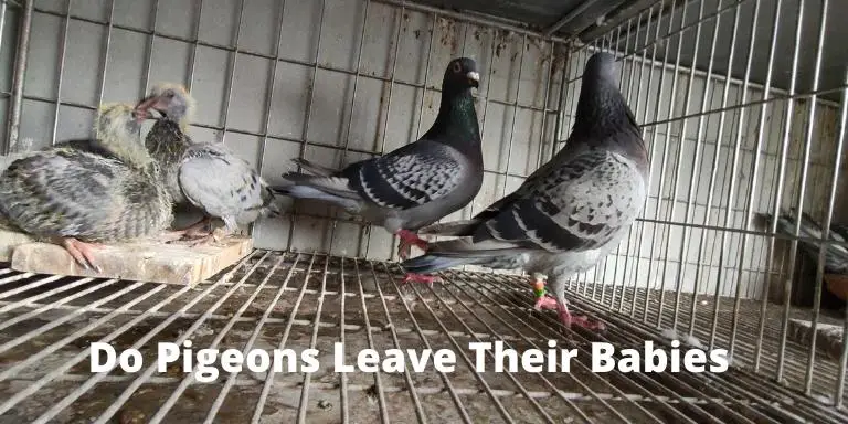 Do Pigeons Leave Their Babies