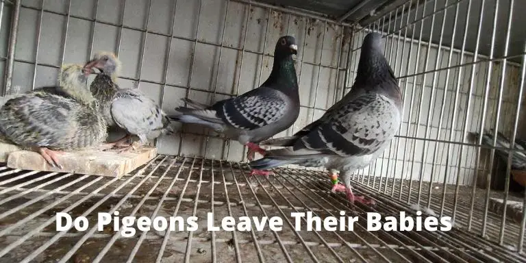 Do Pigeons Leave Their Babies [It's Not What you Think]