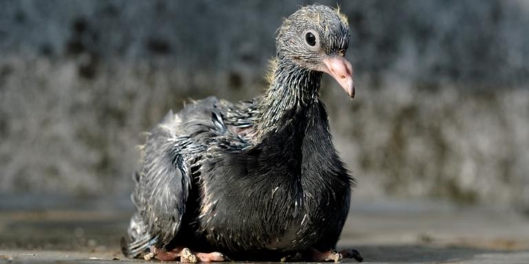 Fledgling pigeon