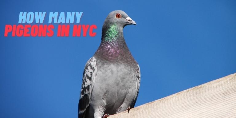 How Many Pigeons in NYC