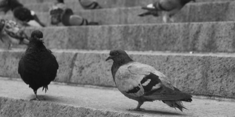 New york city pigeons on the steet