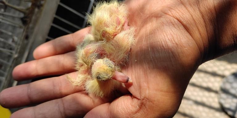 Newborn pigeon