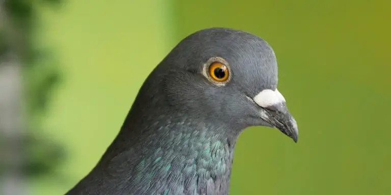 Orange eye pigeon