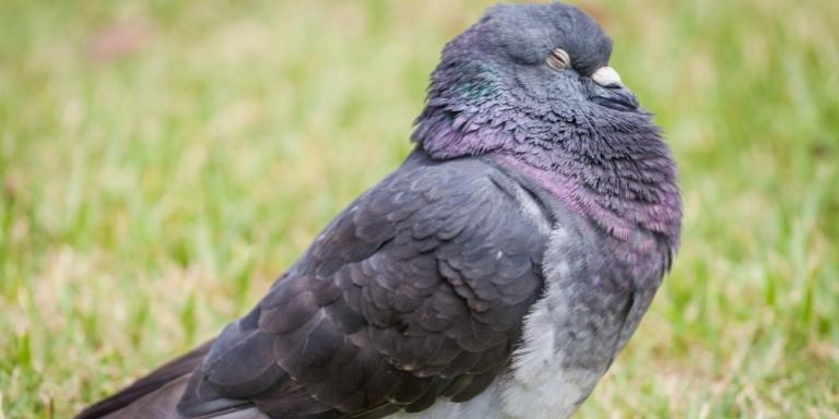 Pigeon sleep in the field