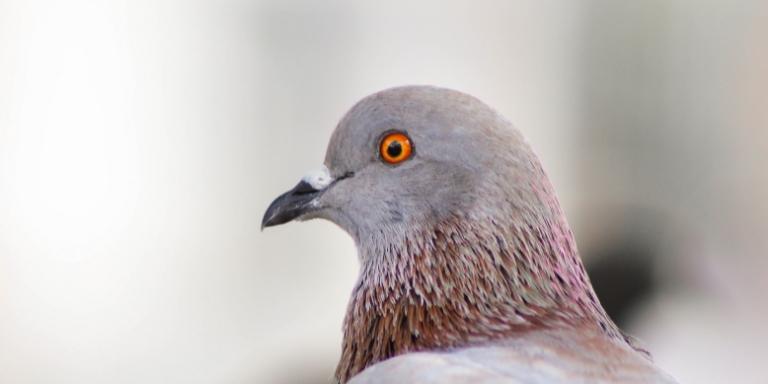 Red eye pigeon
