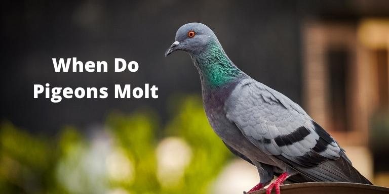 When Do Pigeons Molt