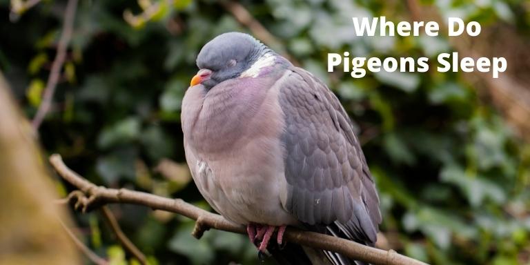 Where Do Pigeons Sleep
