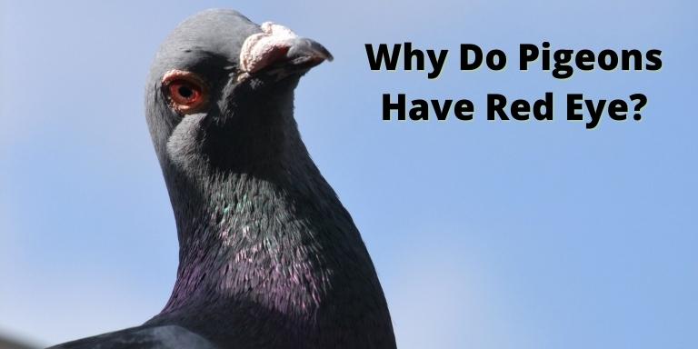 Why Do Pigeons Have Red eye