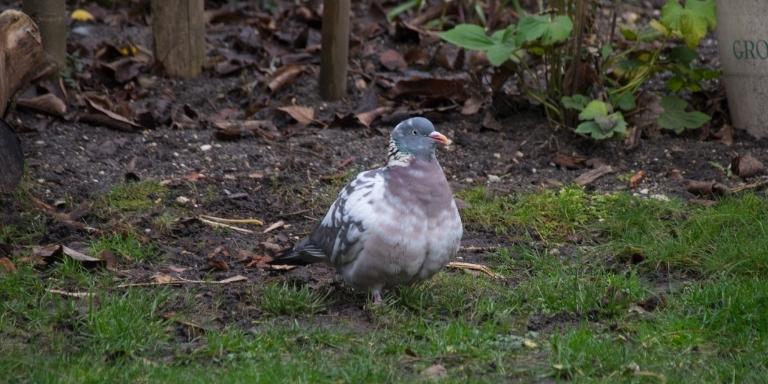 molting pigeon