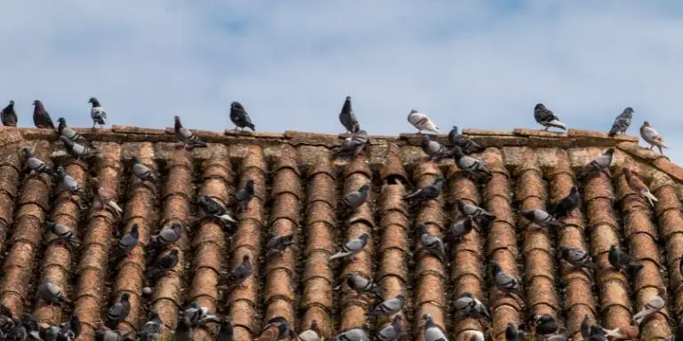 pigeons on rooftop