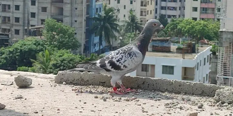 pigeons have excellent visual capabilities