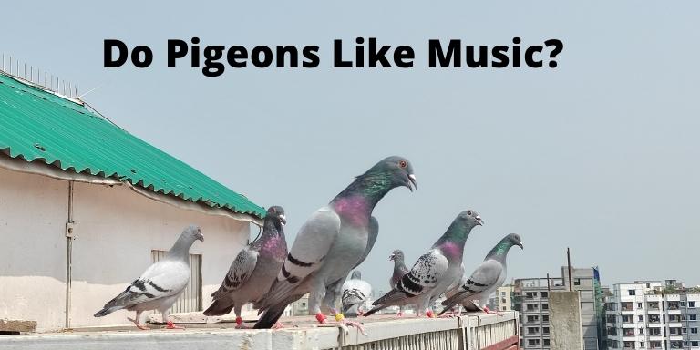 Do Pigeons Like Music