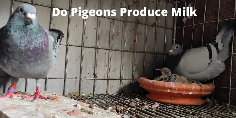 Do Pigeons Produce Milk